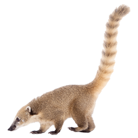 Coati